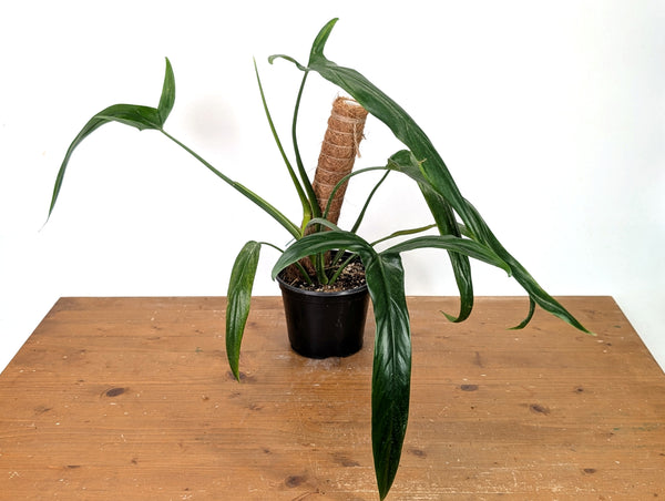 Philodendron Holtonianum