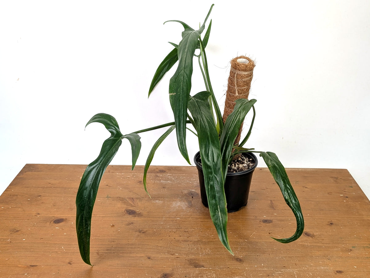 Philodendron Holtonianum