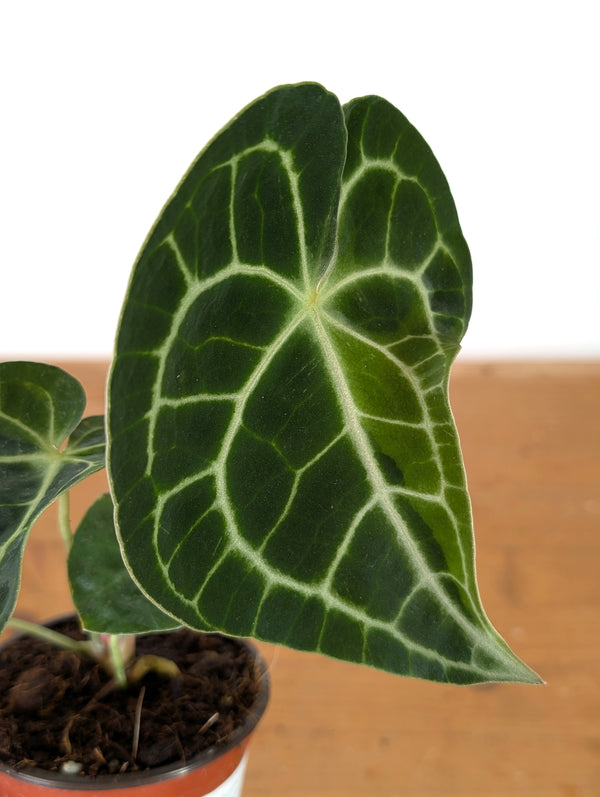 Anthurium Clarinervium Variegated - Exact Plant #10A