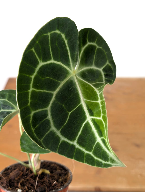 Anthurium Clarinervium Variegated - Exact Plant #10A
