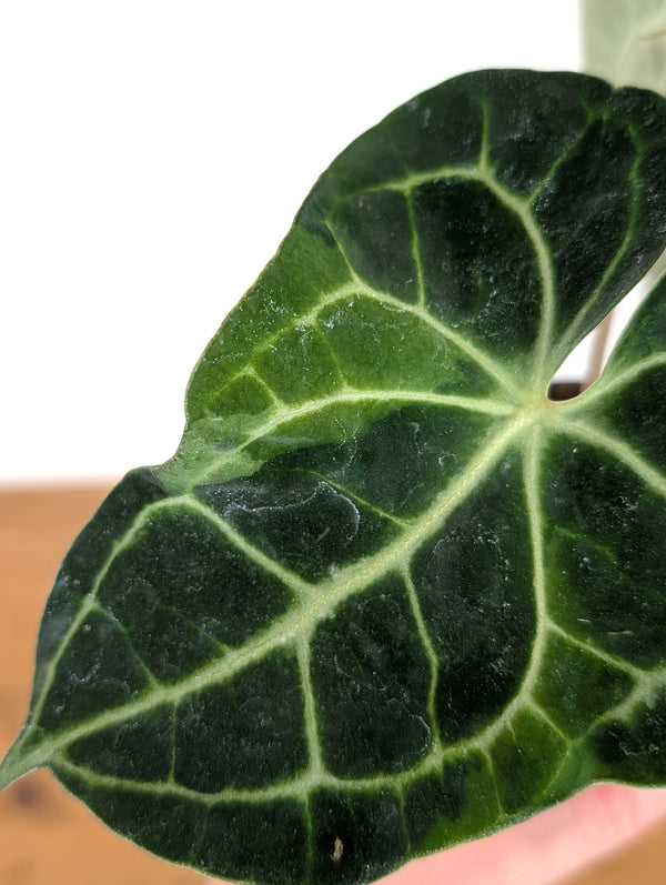 Anthurium Clarinervium Variegated - Exact Plant #10B