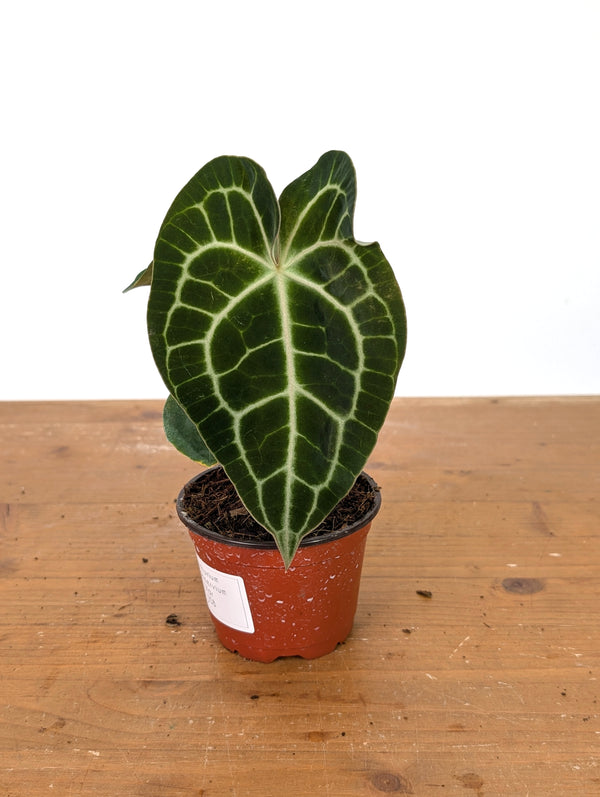 Anthurium Clarinervium Variegated - Exact Plant #10B