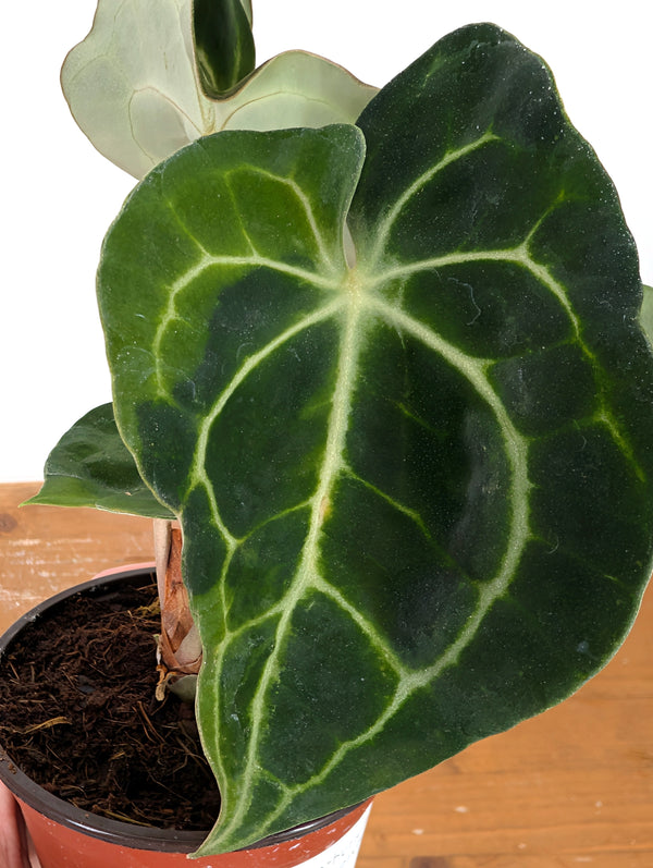 Anthurium Clarinervium Variegated - Exact Plant #10C