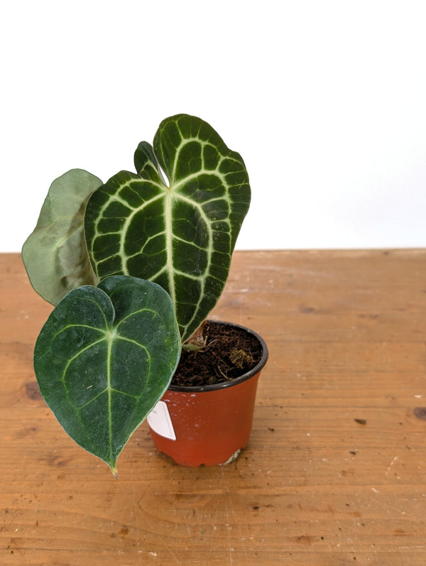 Anthurium Clarinervium Variegated - Exact Plant #10C