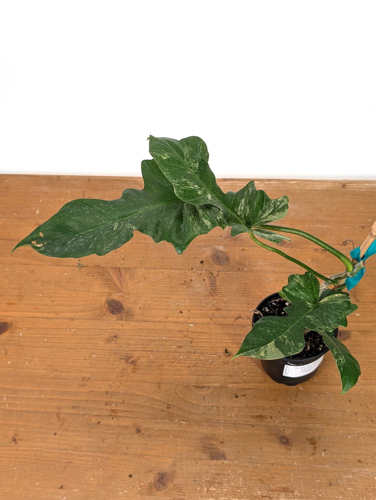Philodendron Florida Beauty x Mayoi - Exact Plant #10B