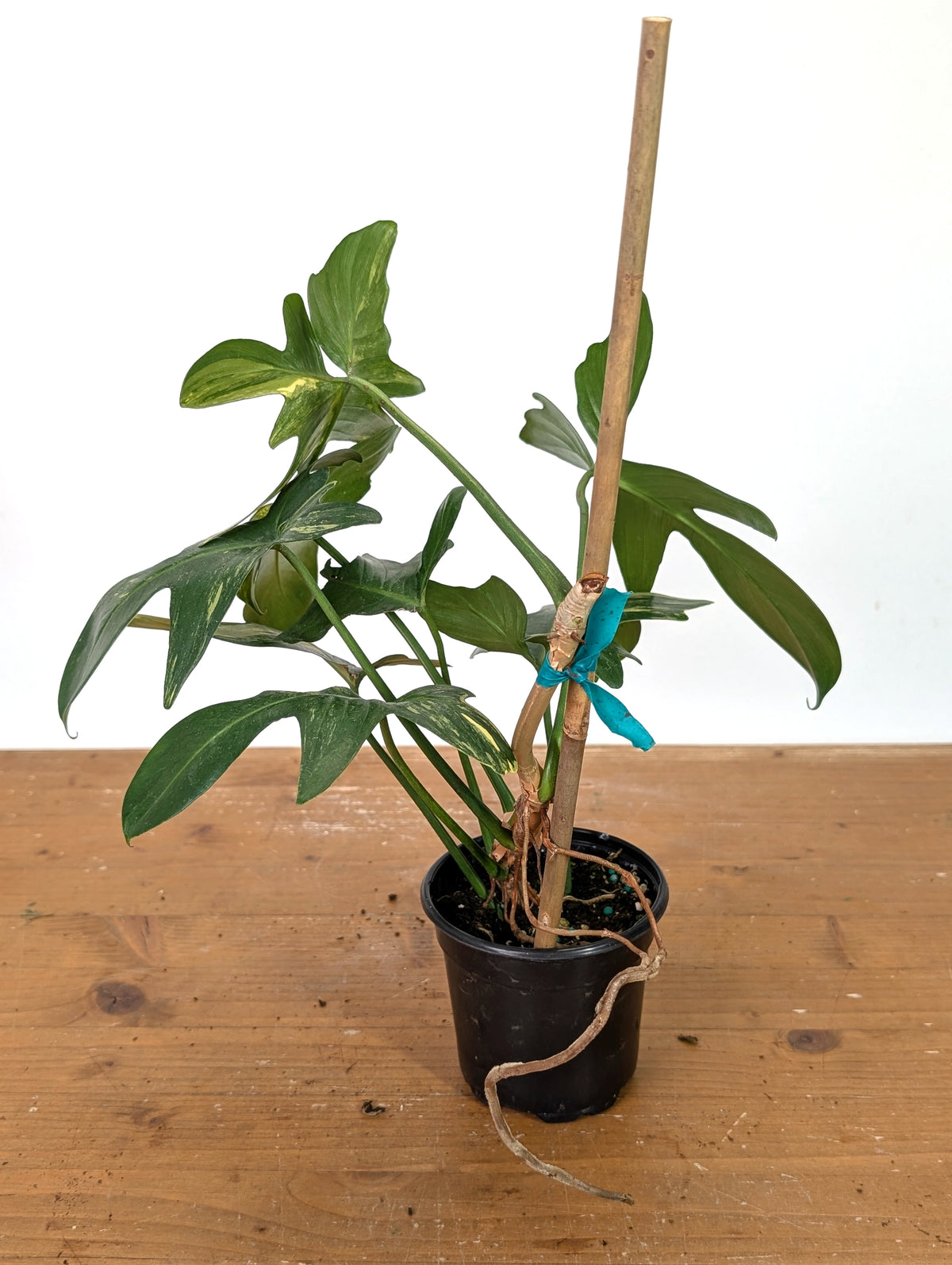 Philodendron Florida Beauty x Mayoi - Exact Plant #10B