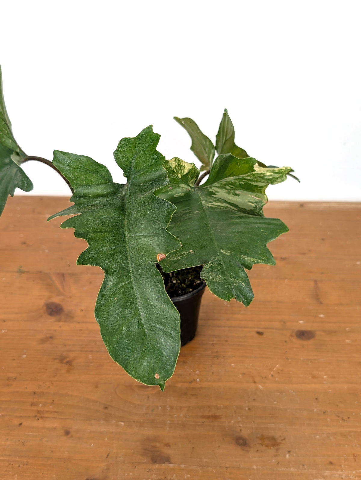 Philodendron Florida Beauty x Mayoi - Exact Plant #10D