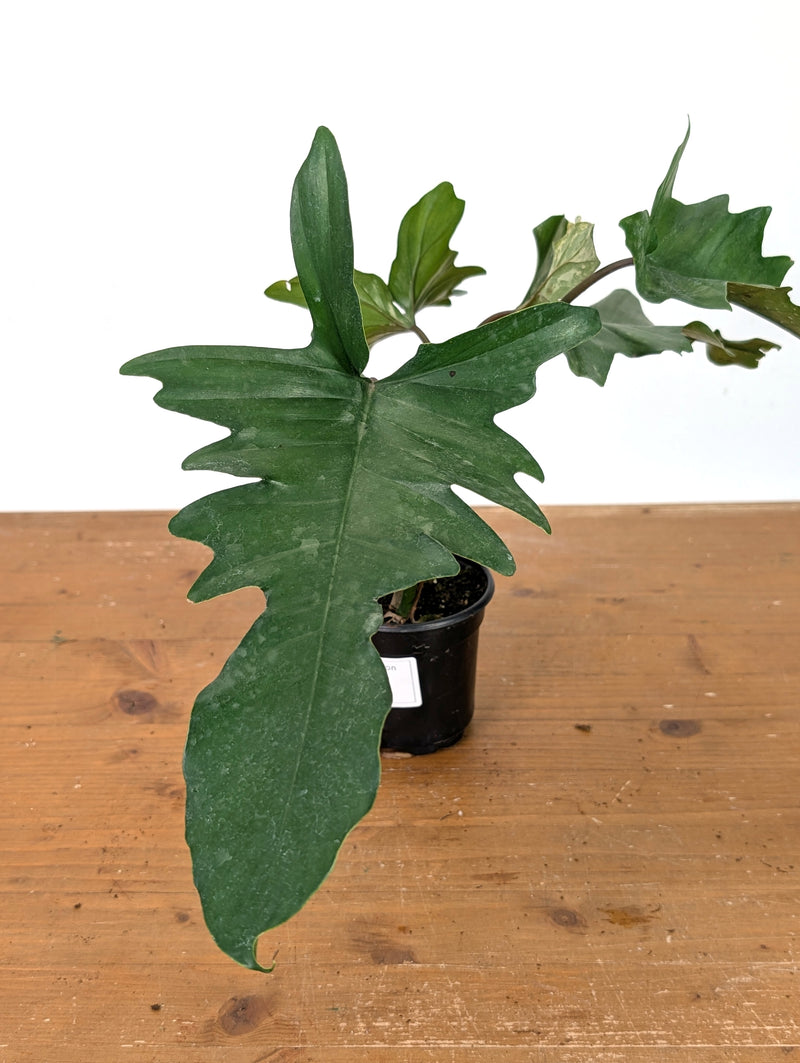 Philodendron Florida Beauty x Mayoi - Exact Plant #10D