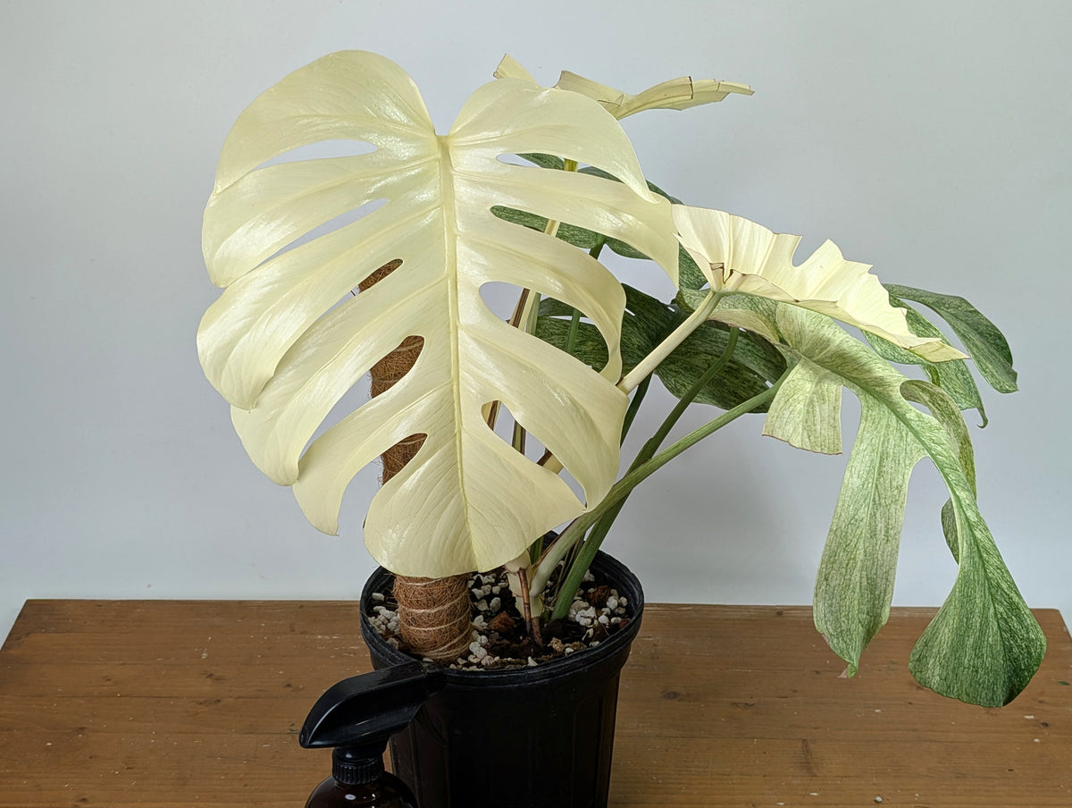 Monstera White Monster - XL Mature Gallon Pot - Exact Plant #13A