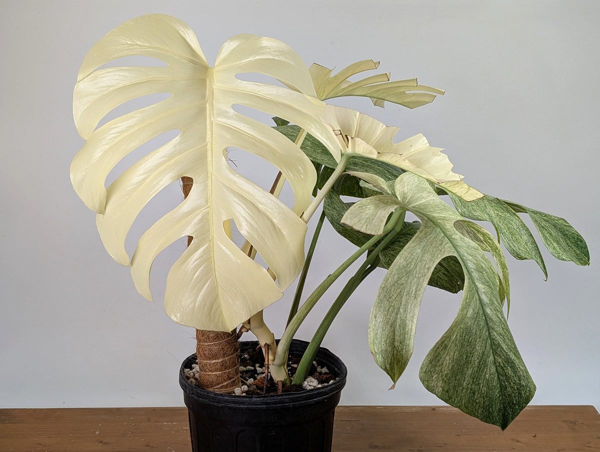 Monstera White Monster - XL Mature Gallon Pot - Exact Plant #13A