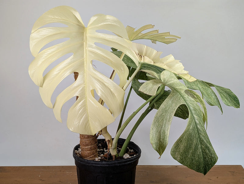 Monstera White Monster - XL Mature Gallon Pot - Exact Plant #13A