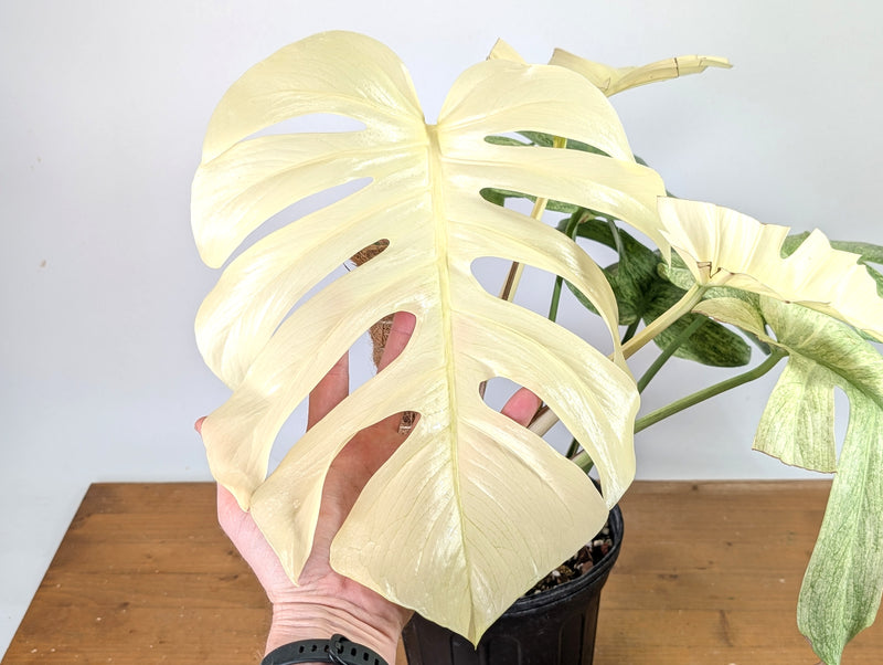 Monstera White Monster - XL Mature Gallon Pot - Exact Plant #13A