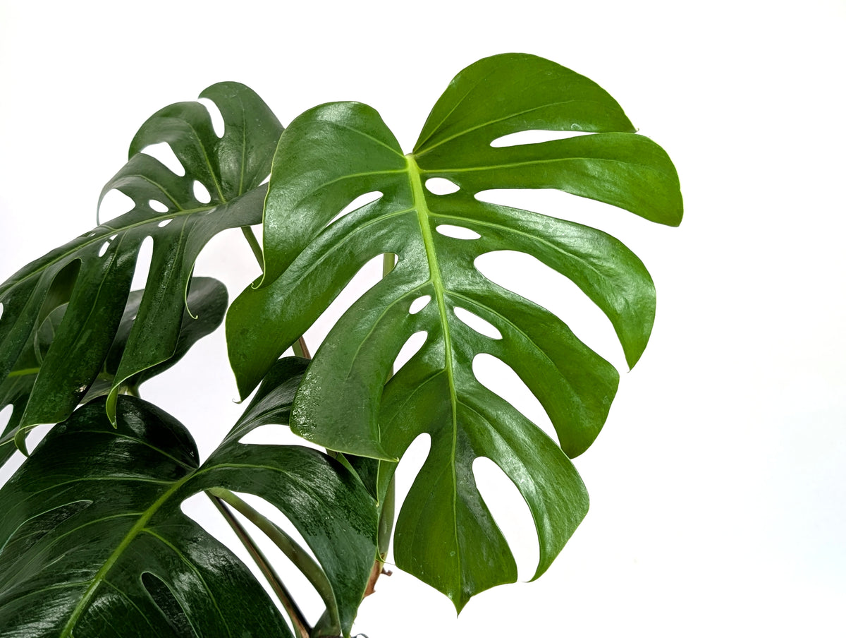 Monstera Aurea - Exact Plant #13A (Revert/Low Color)