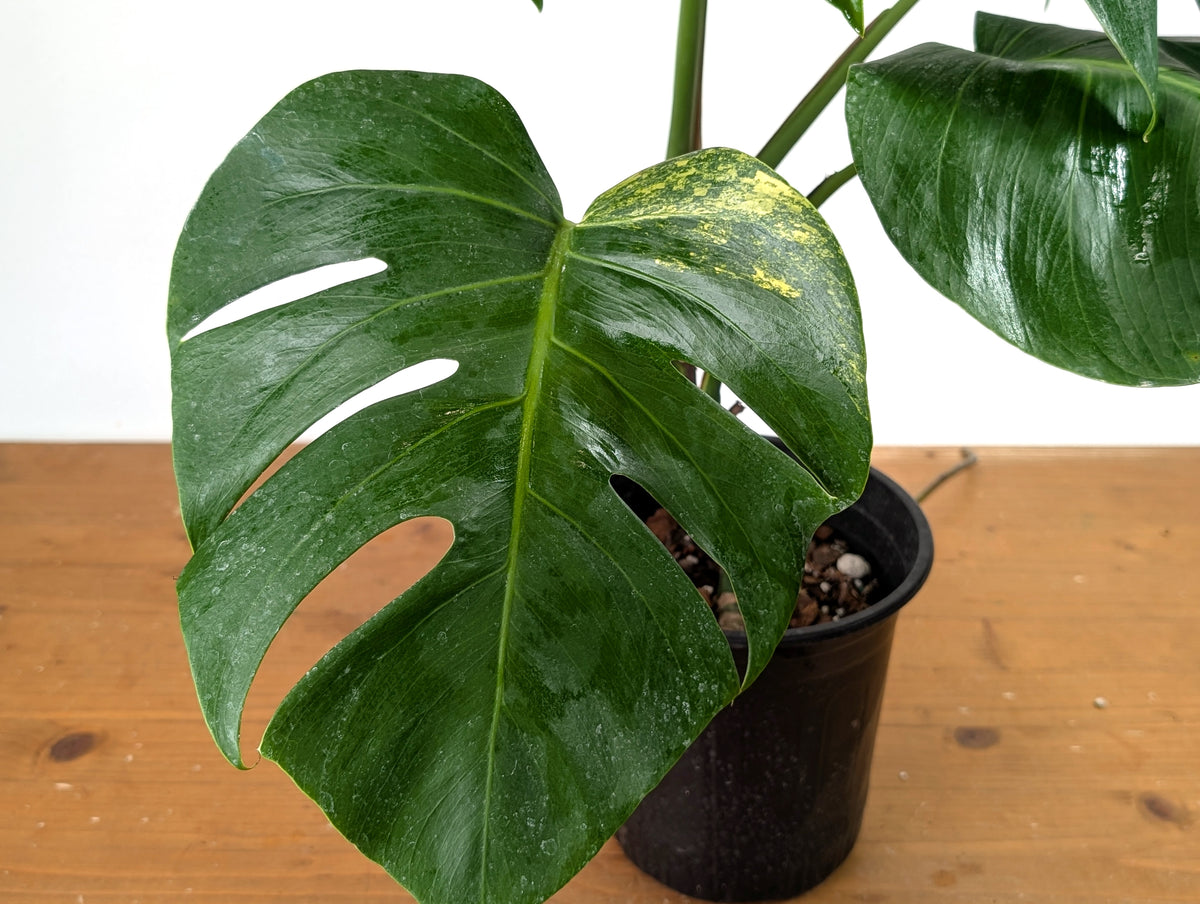 Monstera Aurea - Exact Plant #13A (Revert/Low Color)