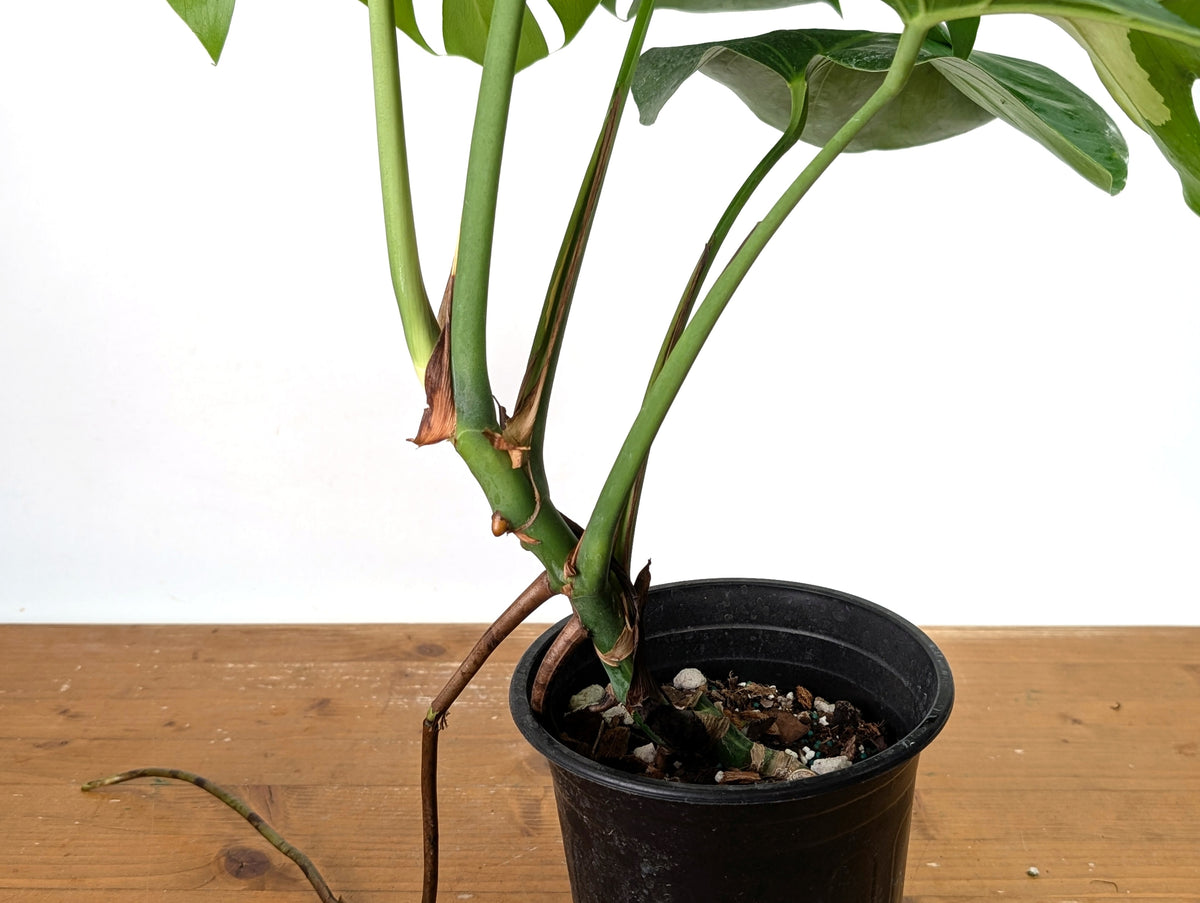 Monstera Aurea - Exact Plant #13A (Revert/Low Color)
