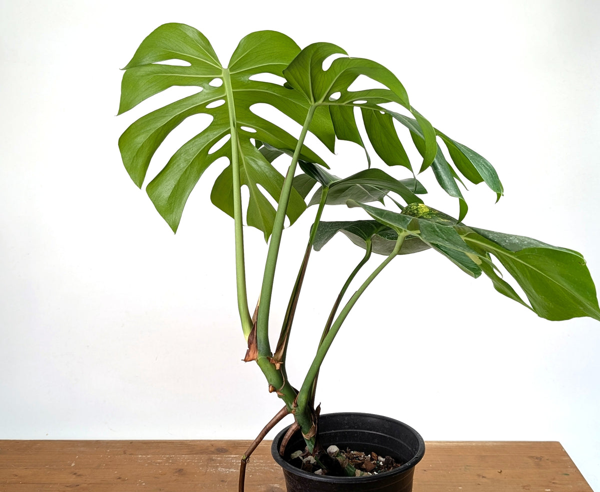 Monstera Aurea - Exact Plant #13A (Revert/Low Color)