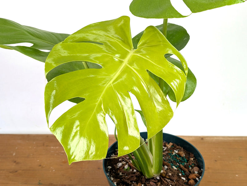 Monstera Lemon Lime - XL Mature 8 Inch Pot - Exact Plant #13A