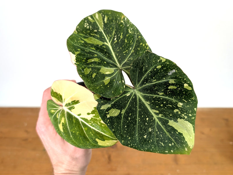 Philodendron Gloriosum Variegated - Exact Plant #13A