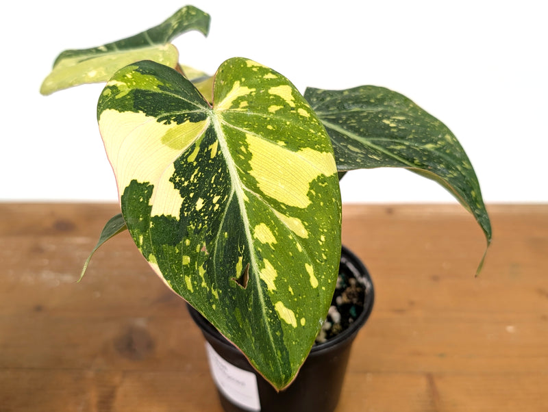 Philodendron Gloriosum Variegated - Exact Plant #13B
