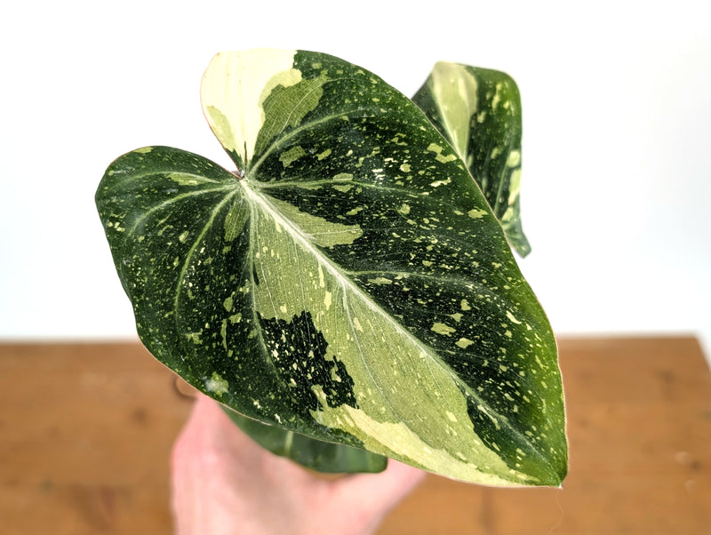 Philodendron Gloriosum Variegated - Exact Plant #13C