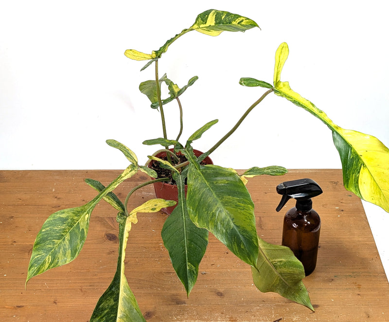 Philodendron Joepii Variegated Aurea - Exact Plant #13B