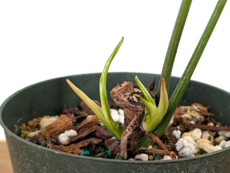 Philodendron Joepii Variegated Aurea - Exact Plant #13C