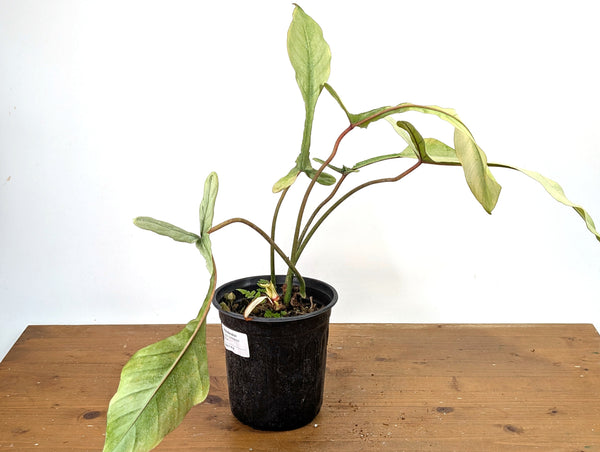 Philodendron Joepii Variegated Mint - Exact Plant #13B