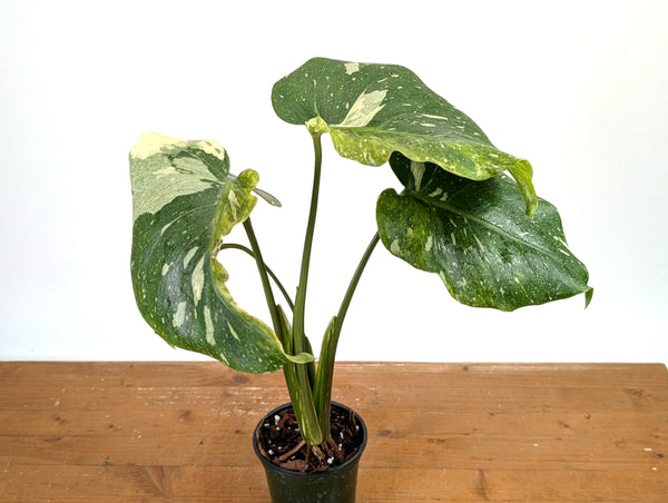 Monstera Thai Constellation - Tricolor Mutant - Exact Plant #13A