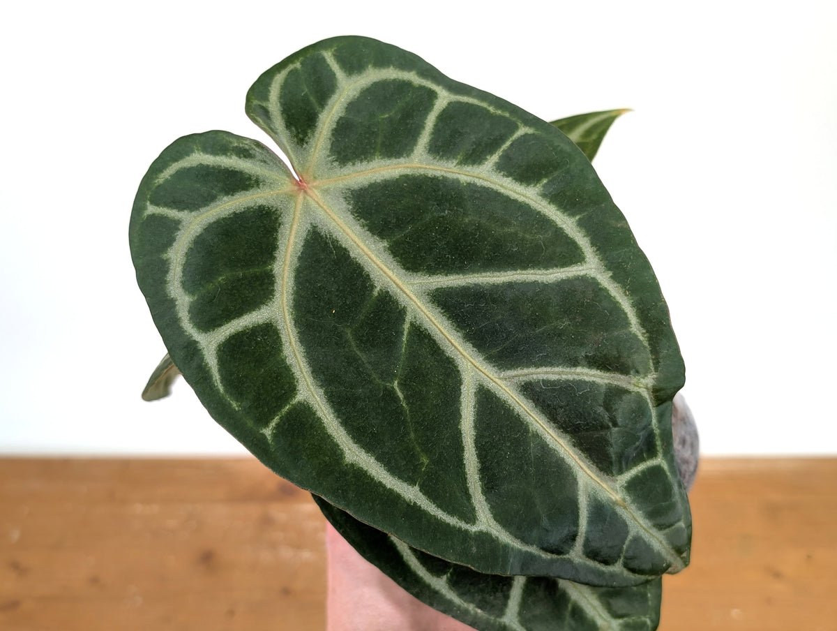 Anthurium Magnificum 'Silver' x (Doc Block F2 x NSE Red Crystal)
