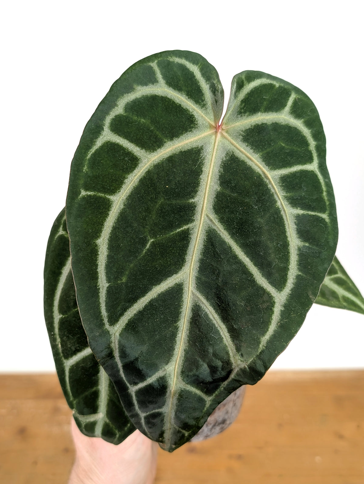 Anthurium Magnificum 'Silver' x (Doc Block F2 x NSE Red Crystal)