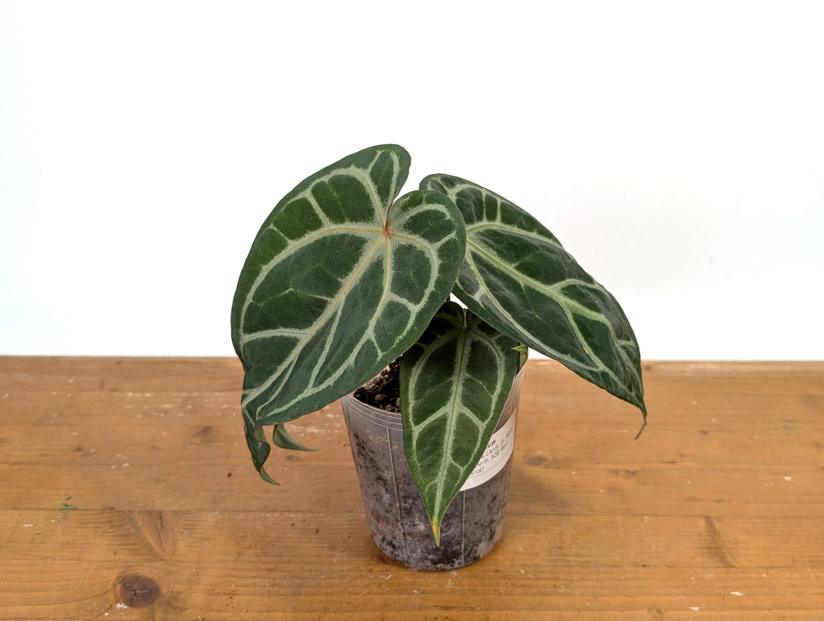 Anthurium Magnificum 'Silver' x (Doc Block F2 x NSE Red Crystal)
