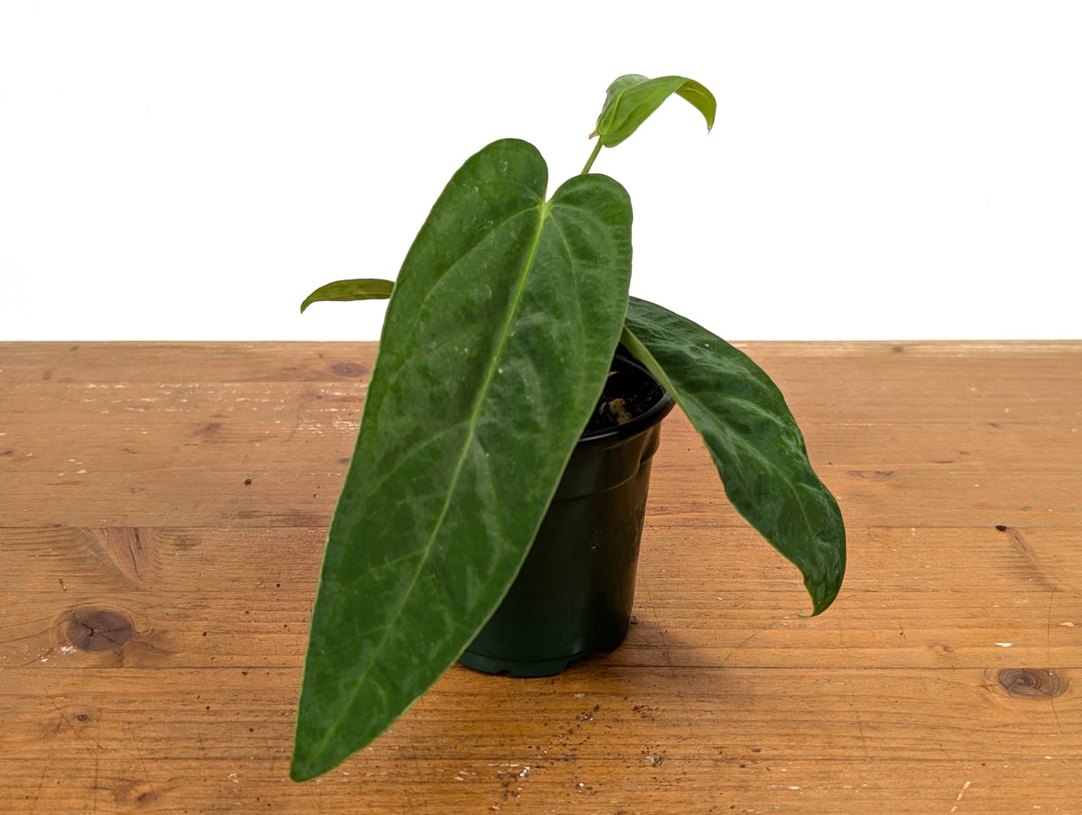 Anthurium Raven Soul × Papillilaminum
