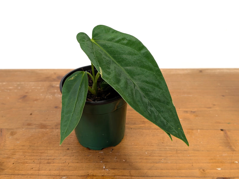 Anthurium Papillilaminum x Panamense
