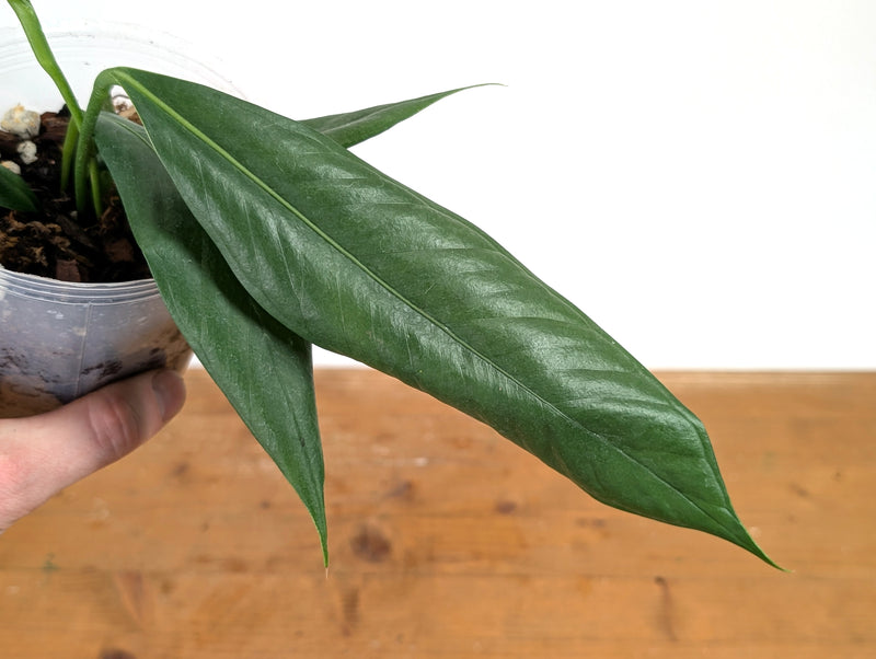Anthurium Pallidiflorum 'Guayasa'