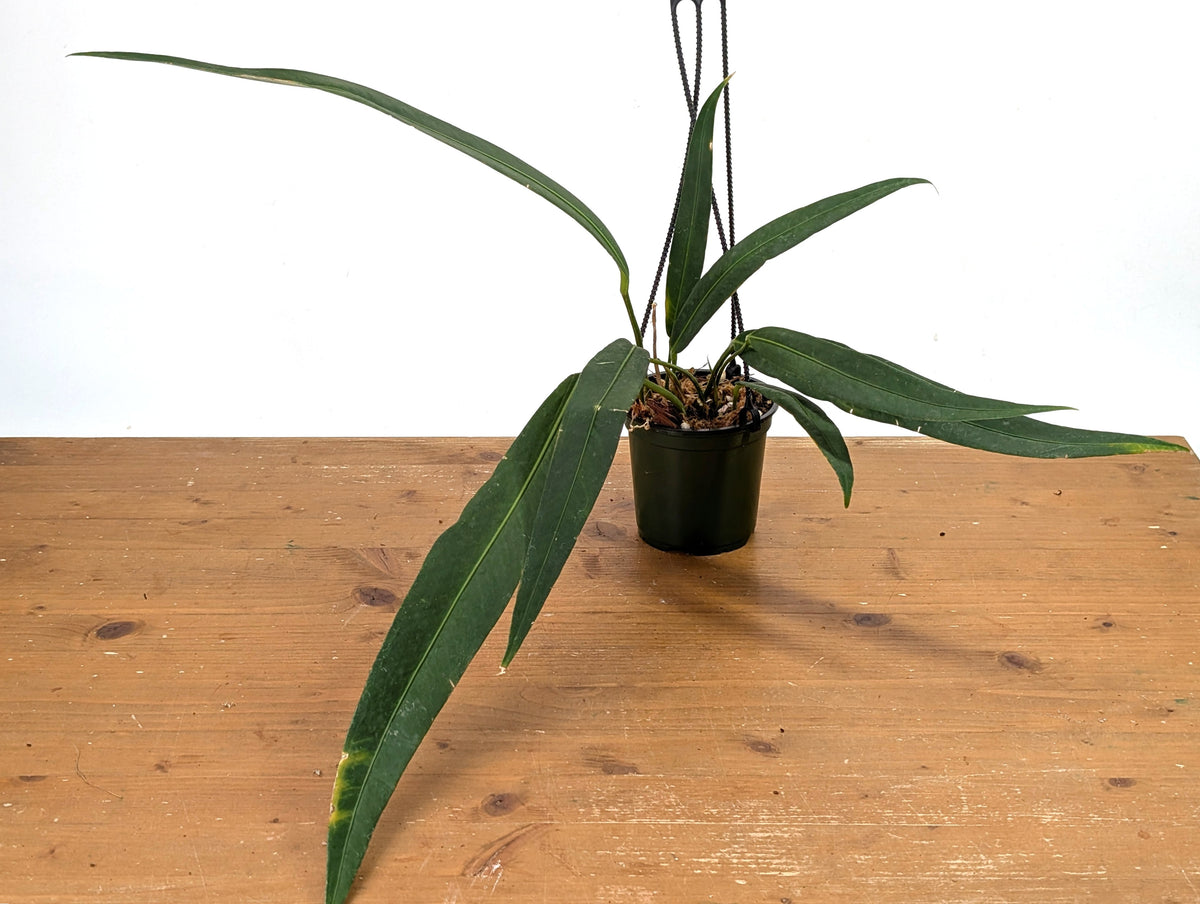 Anthurium Pallidiflorum Guazhalan