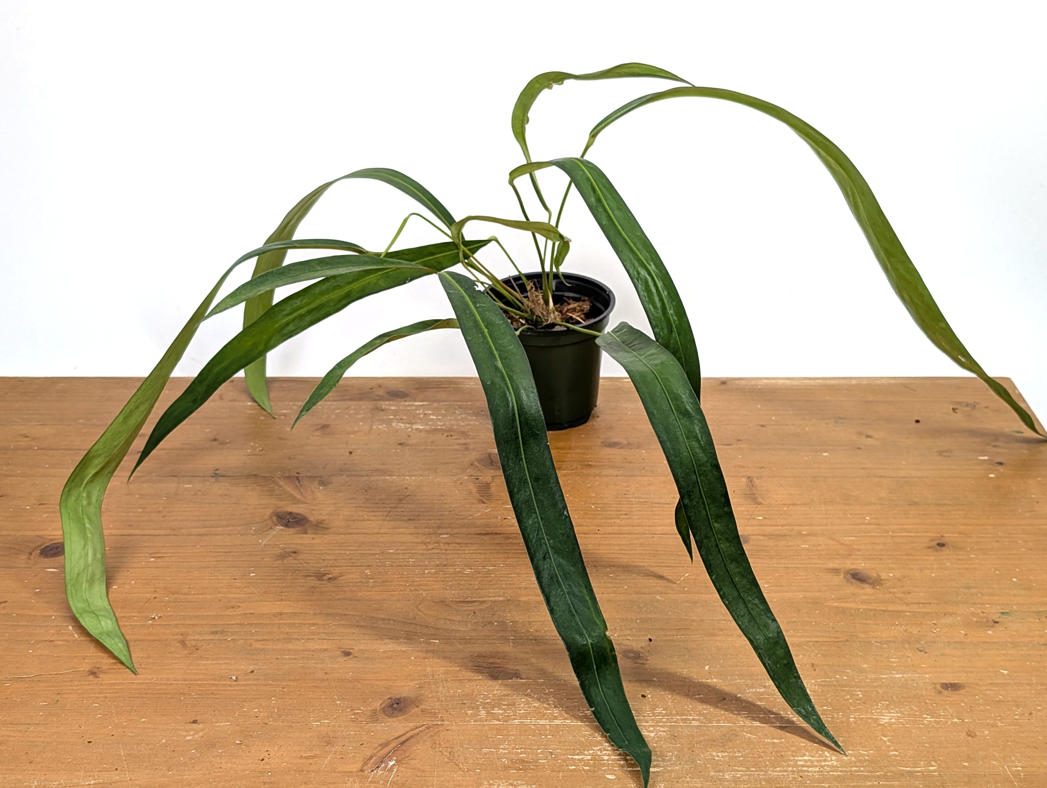 Anthurium Friedrichsthalii  Plantamani Plants