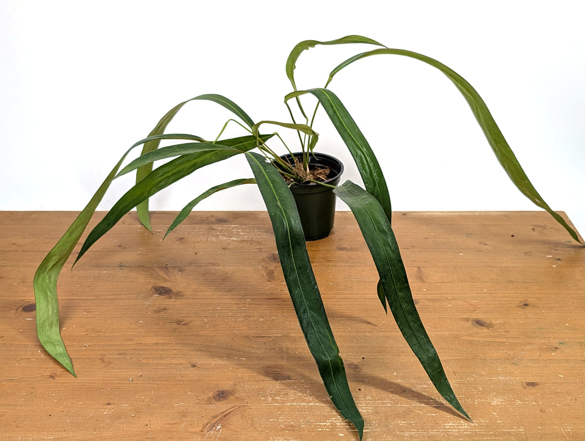 Anthurium Friedrichsthalii
