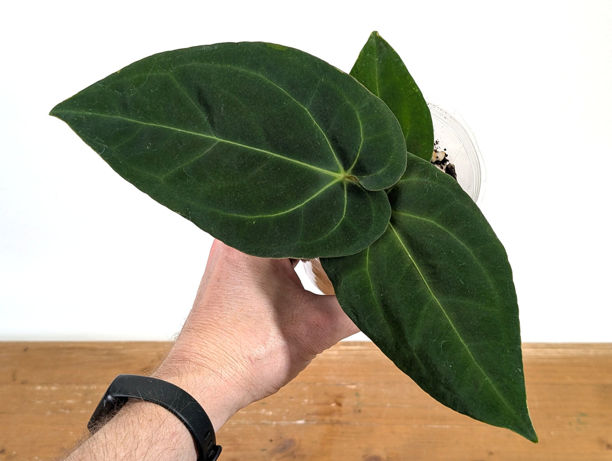 Anthurium Besseae Umbra
