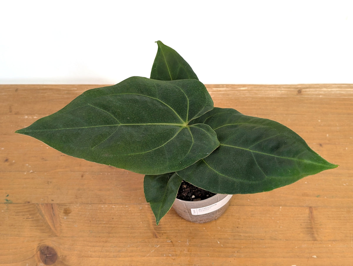 Anthurium Besseae Umbra