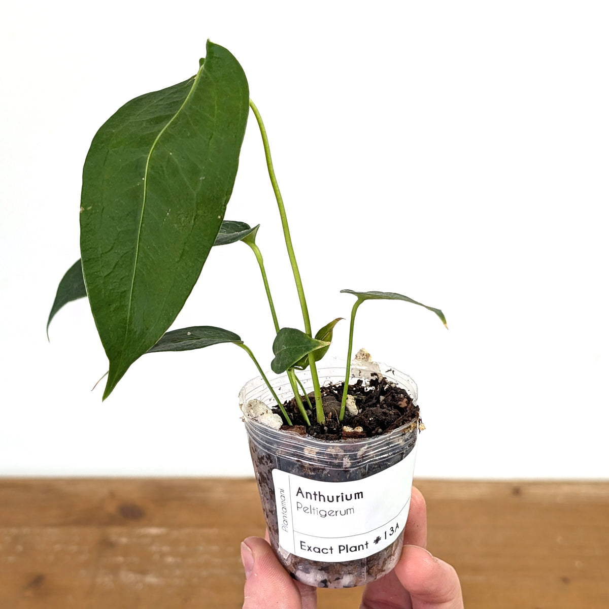 Anthurium Peltigerum