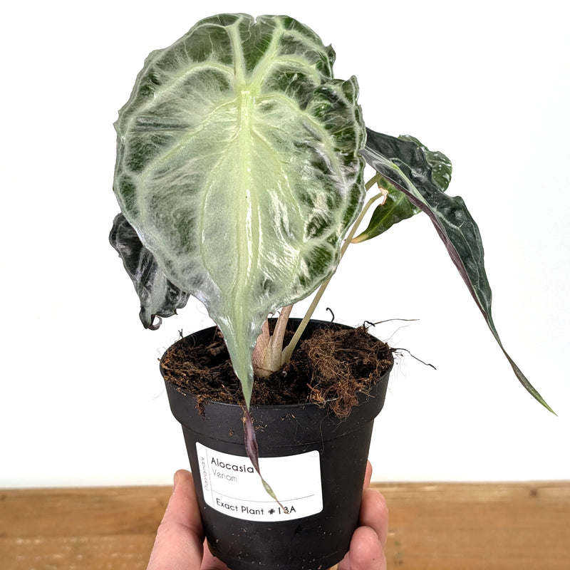 Alocasia Venom - Exact Plant #13A