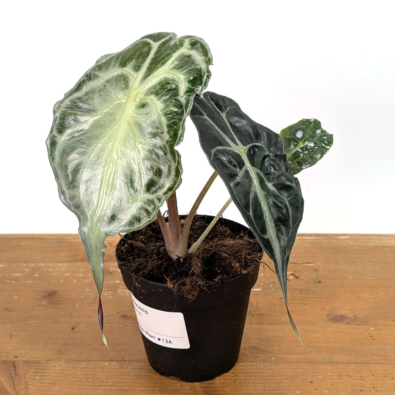 Alocasia Venom - Exact Plant #13A