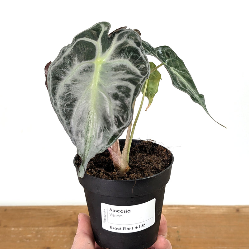 Alocasia Venom - Exact Plant #13B