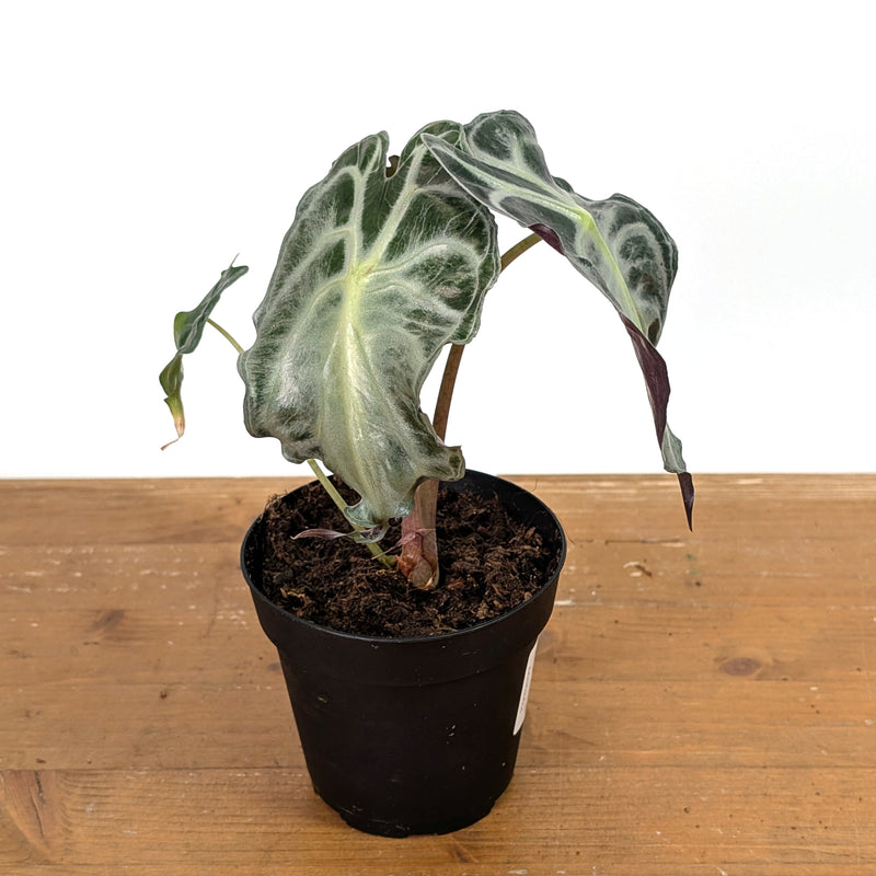 Alocasia Venom - Exact Plant #13B