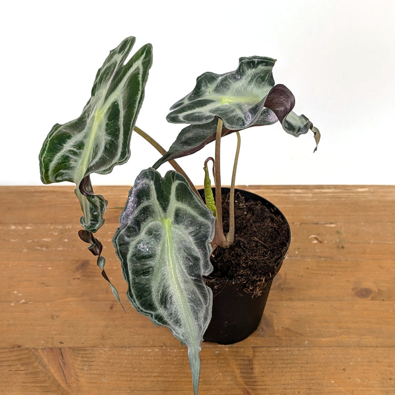 Alocasia Venom - Exact Plant #13C