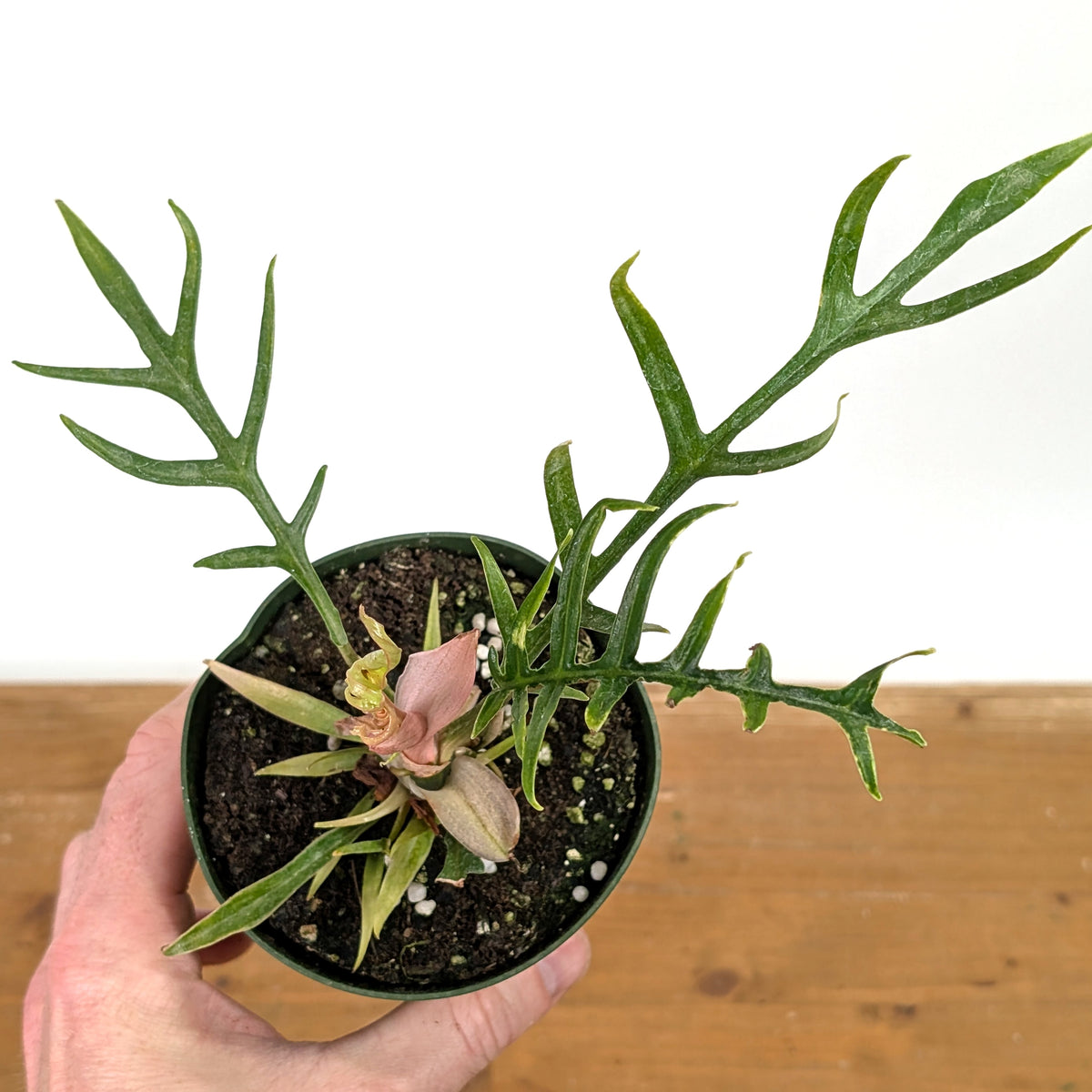 Philodendron Tortum