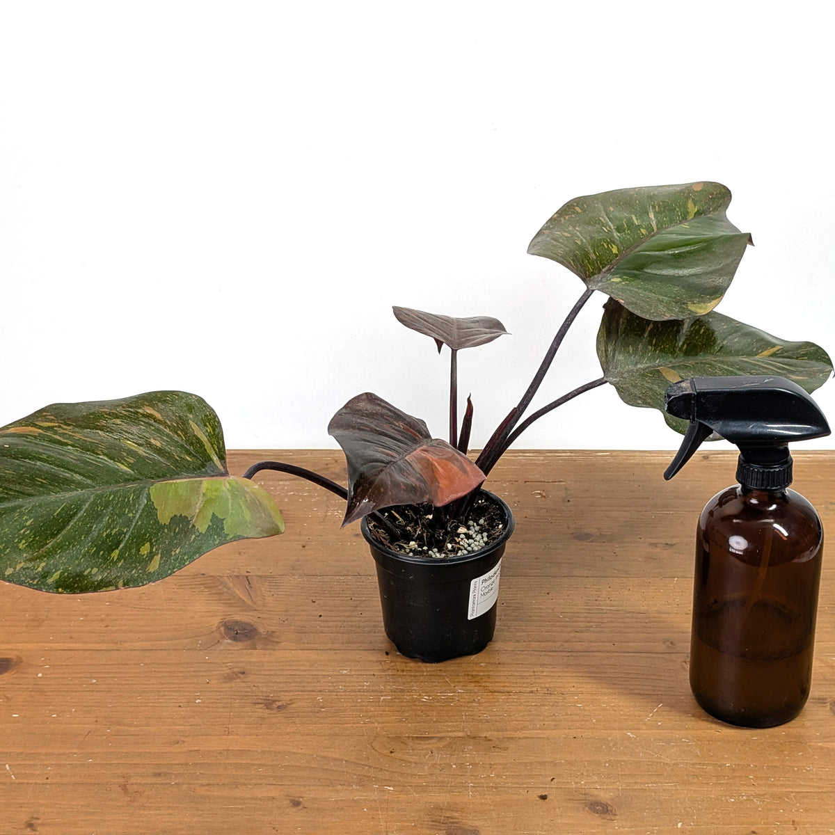 Philodendron Orange Princess Marble