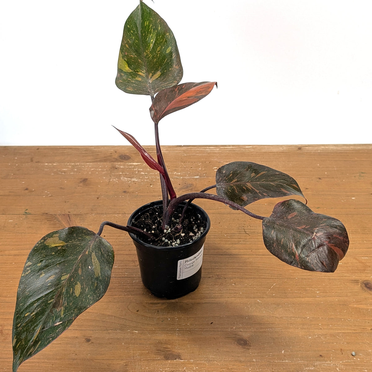 Philodendron Orange Princess Marble