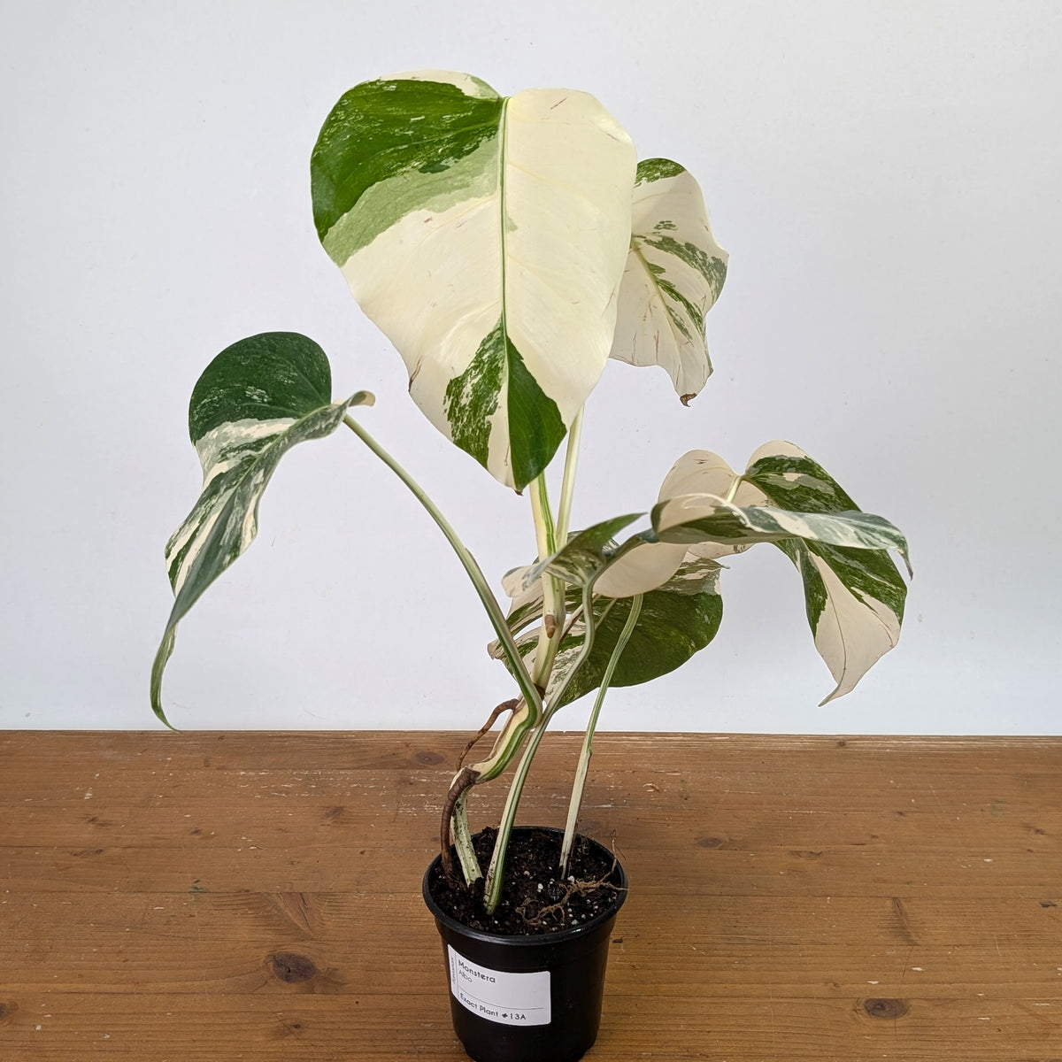 Monstera Albo - Exact Plant 4 Inch Pot #13A