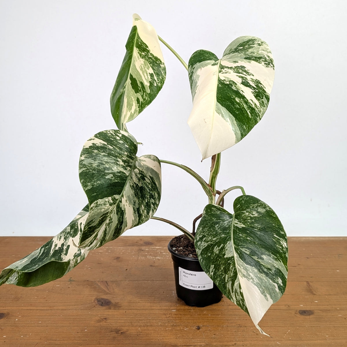 Monstera Albo - Exact Plant 4 Inch Pot #13B